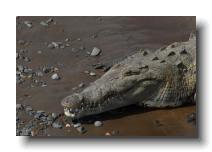crocodilians 0013
